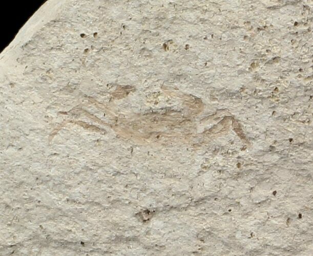 Fossil Pea Crab (Pinnixa) From California - Miocene #42942